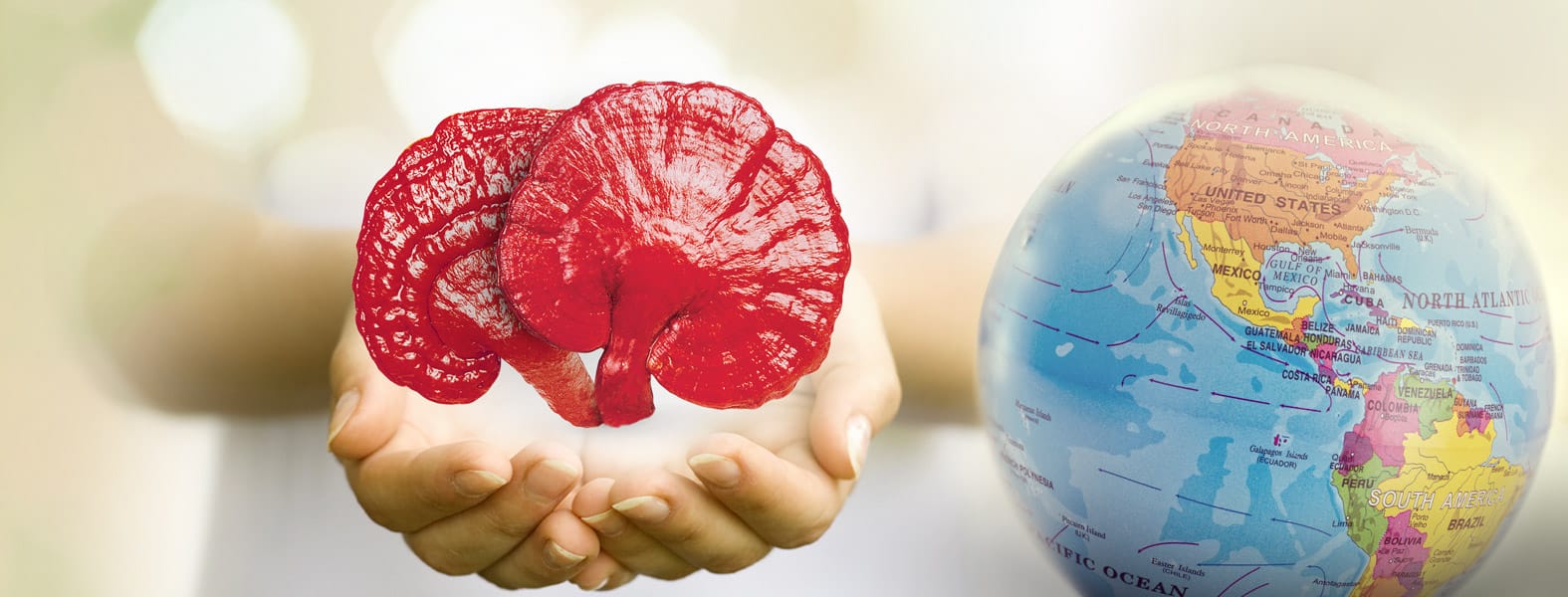 Ganoderma Mundial